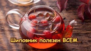 ШИПОВНИК полезен ВСЕМ…