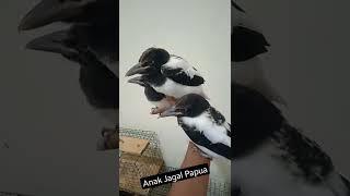 JAGAL PAPUA ANAKAN  Baby Hooded Butcherbird