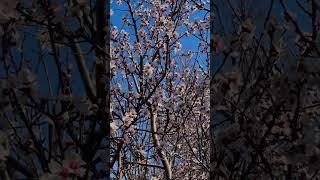 Memlekete bahar geldi  Spring has come to the country Abone ol ️ Subscribe