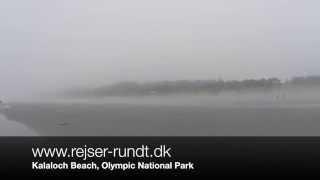 Kalaloch Beach Olympic National Park