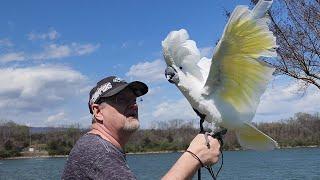 Cockatoo Enthralled By The Wind In Slo Motion