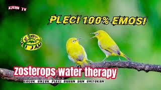 Terapi Air Burung Pleci Langsung NGOTOT Ngalas Buka Paruh - Zosterops Water Therapy 2 - JOSSS BOS