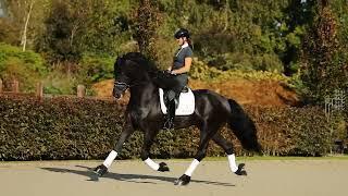 Friesian sport Horses for sale.