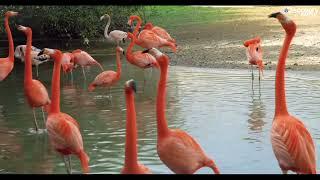 ‎American flamingo ‎Lesser flamingo ‎Chilean flamingo