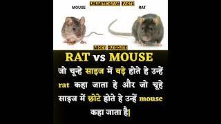 Rat Vs Mouse#unlimitedgyan#motivation#shortvideos