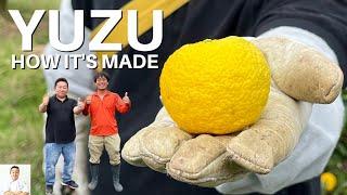 How Its Made Fresh Yuzu Juice From My Home Town