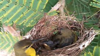 #EP7 .Garden sunbird birds Feed the baby in the nest  Review Bird Nest 
