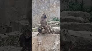 Zoo Обезьяна горила шимпазе мандрилы орангутан и прочие приматы вывалил свое хозяйство.