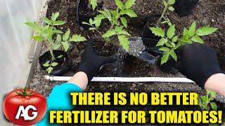 There is no better fertilizer for tomatoes Bring it in when planting seedlings