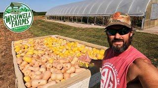 INCREDIBLE HARVEST OF PEPPERS AND WINTER SQUASH