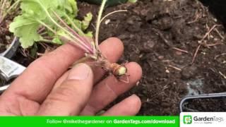 How to Propogate Heuchera