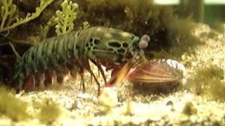 Mantis Shrimp Destroys Clam