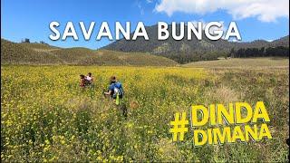 Savana Bunga Menuju Kalimati Semeru - #DindaDimana