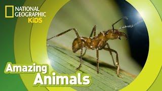 Army Ant   Amazing Animals