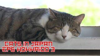 Cats in Japan Documentary  Hokkaido 3