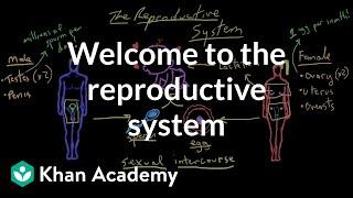 Welcome to the reproductive system  Reproductive system physiology  NCLEX-RN  Khan Academy