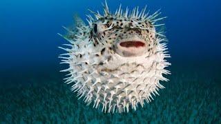 കടൽ മുള്ളൻപന്നിയെ കാണാം   Porcupine Fish