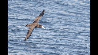 Westport Seabirds Pelagic September 21 2019 North Pacific Albatross Trifecta