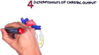 Cardiovascular System Physiology - Cardiac Output stroke volume heart rate preload and afterload