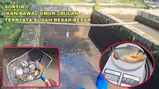 MANTUL SORTIR IKAN BAWAL BARU UMUR 2BULAN TERNYATA SUDAH BESAR-BESAR