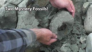 Revealing two MYSTERY fossils - a weekend adventure in New Zealand
