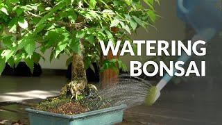 How to Water a Bonsai tree