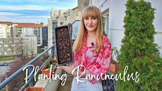 Pre-sprouting & Planting Ranunculus In Pots