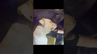 Police Officer Pulls Over a Dog
