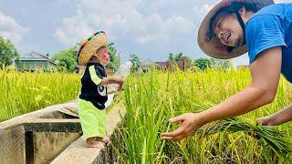 Bibi enliste helps Dad get water while harvesting rice in the fields