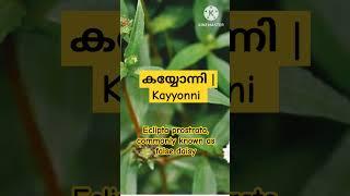 കയ്യോന്നി  Kayyonni a plant used in ayurveda false daisy
