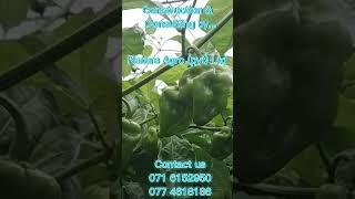 Nature Agropvt Ltd_ poly tunnel Construction & Consulting_Contact Us 071 6152950  077 4618186