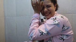 Dogs Bath Day  Mission Impossible  SS vlogs -