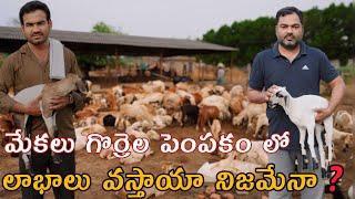 350 గొర్రెలు 50 మేకలు పెంచుతున్నాం  goats sheeps farming Telugu