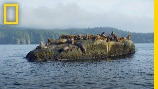 The Sea Otters Enchanted Forest  Americas National Parks