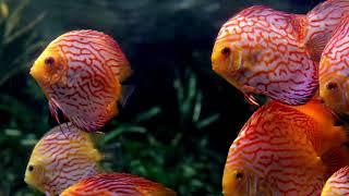 Mesmerizing Exotic Fish  Fish Video