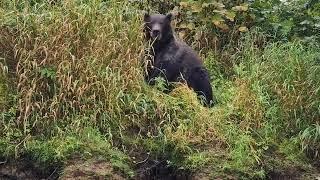 Медведь рыбачит на Камчатке. Река Большая сентябрь 2023.