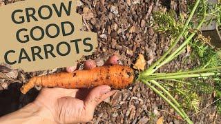 Growing Carrots at Home  All Your Questions Answered