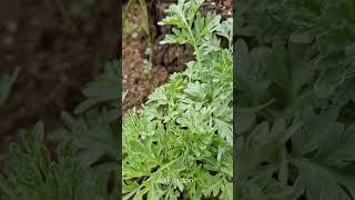 Wunderpflanze Wermut - Im Herbst gepflanzt jetzt schon mit Raupe darauf