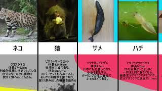 最も小さい生物10選