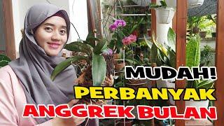 CARA MEMPERBANYAK ANGGREK BULAN