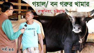 43-চট্টগ্রাম রাঙ্গুনিয়ায় বন গরুগয়ালের খামার র.ই.মানিক চিত্রপুরী