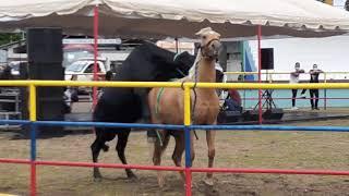 INSÓLITO UN TORO QUERIENDO MONTAR A UNA YEGUA