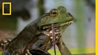 Bullfrogs Eat Everything  National Geographic