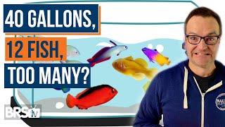 Overstocked or Just Right? Top 10 Beginner Saltwater Fish & Stocking Tips - Ep 31b