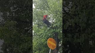 No need for a rain jacket . #arborist #arboristi