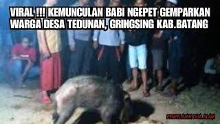 VIRAL  KEMUNCULAN BABI NGEPET GEMPARKAN WARGA DESA TEDUNAN GRINGSING KAB.BATANG