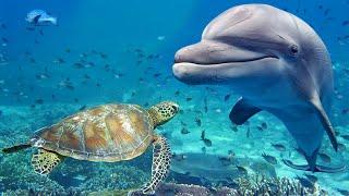 Relaxing Music for Stress Relief. Dolphin singing. Soothing Music for Meditation Therapy Sleep