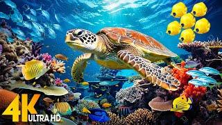 NEW 11HR Stunning 4K Underwater Footage  Rare & Colorful Sea Life Video - Relaxing Sleep Music #4