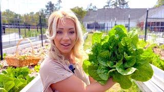 Our Huge Raised Bed Garden in South Carolina The First Garden Tour of 2024