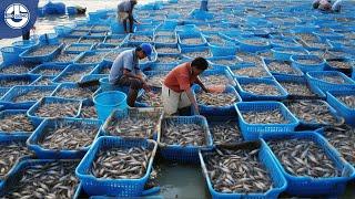 Harvesting 50 Billion Shrimp Per Year To Make Delicious Tempura